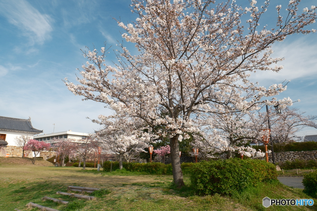 2024田辺城址の桜１