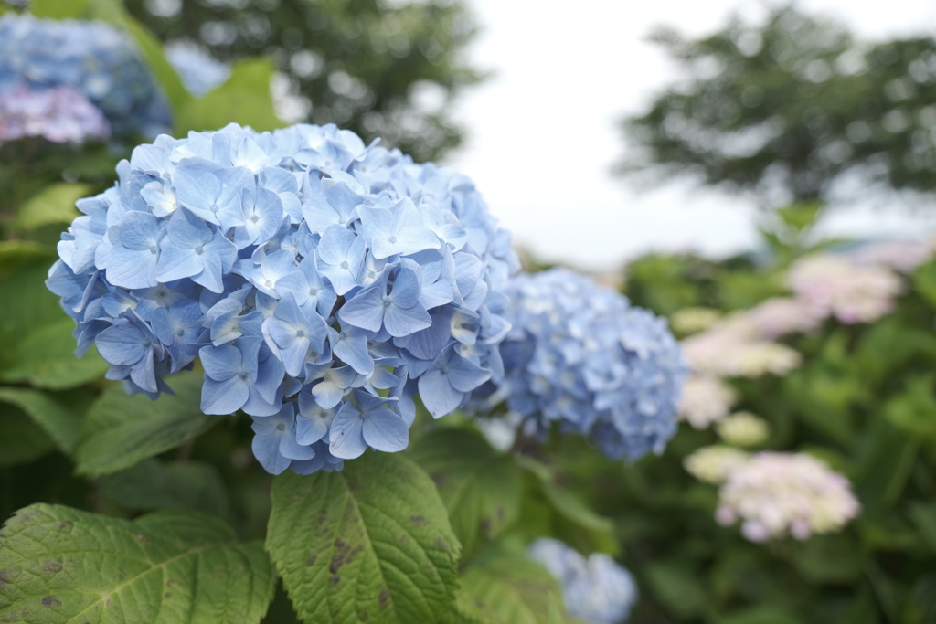 宮荘川の紫陽花７