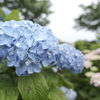 宮荘川の紫陽花７