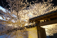 今年の桜巡りは詰め込みすぎて、福知山城夜桜５