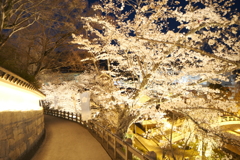 今年の桜巡りは詰め込みすぎて、福知山城夜桜２
