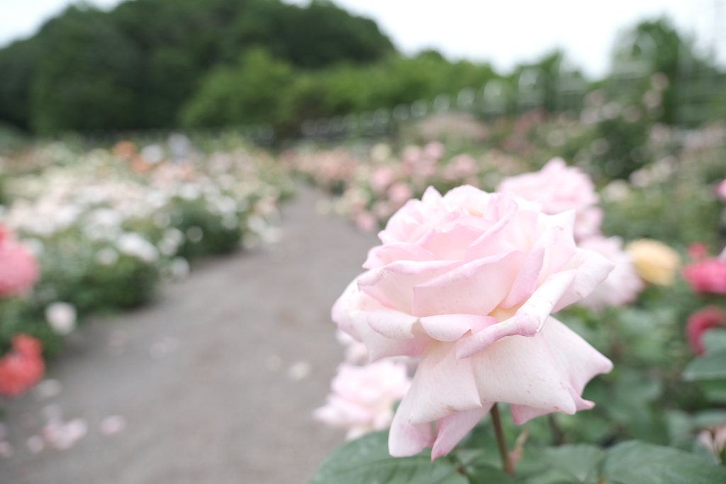広大な薔薇園、ぎふワールドローズガーデン９