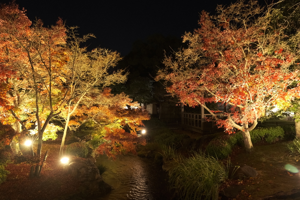 仕事は休業中、紅葉は播州、好古園のライトアップ ２