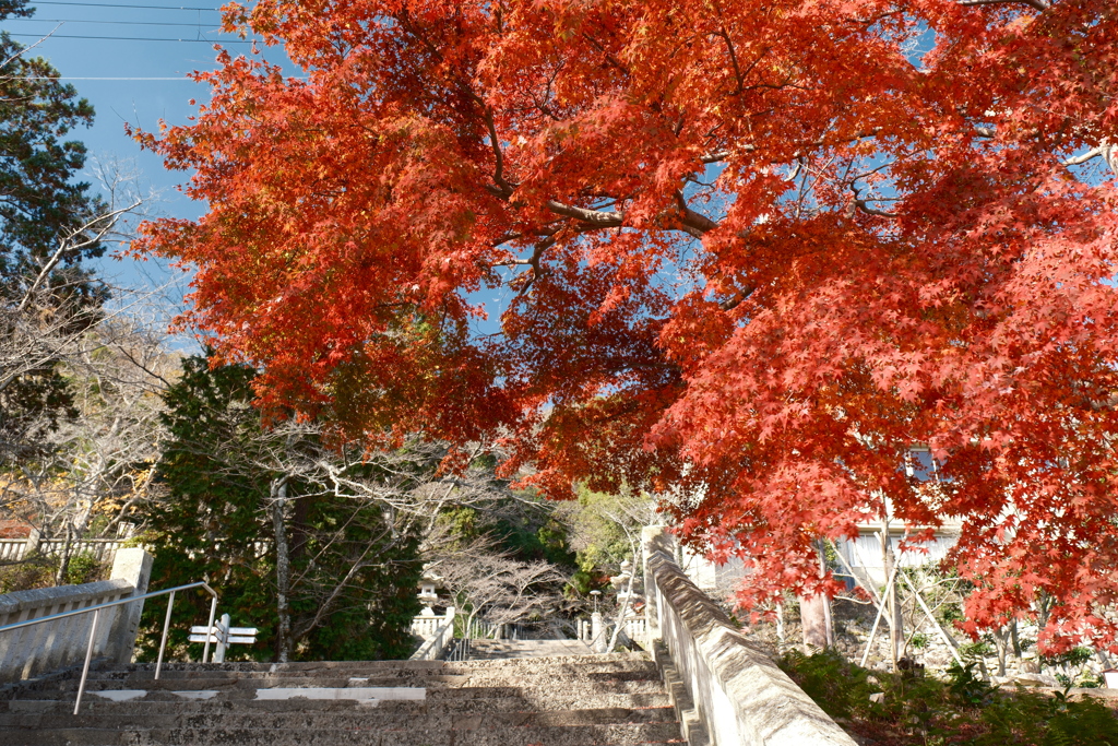 X-T5新調後、年末最後の紅葉(龍野公園)４