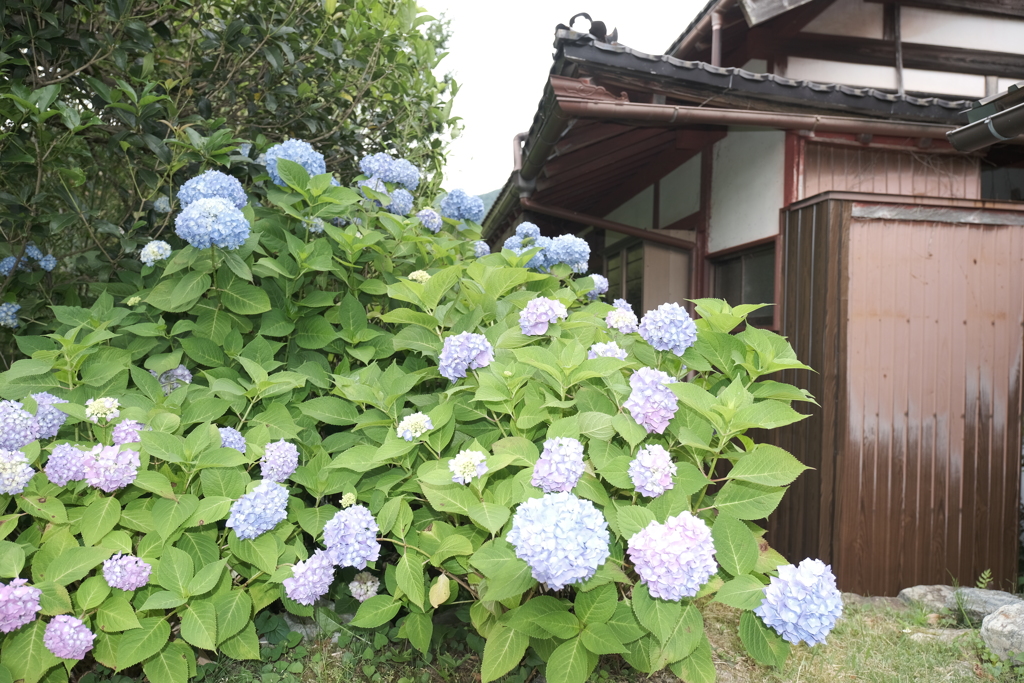 梅雨時のかやぶきの里７