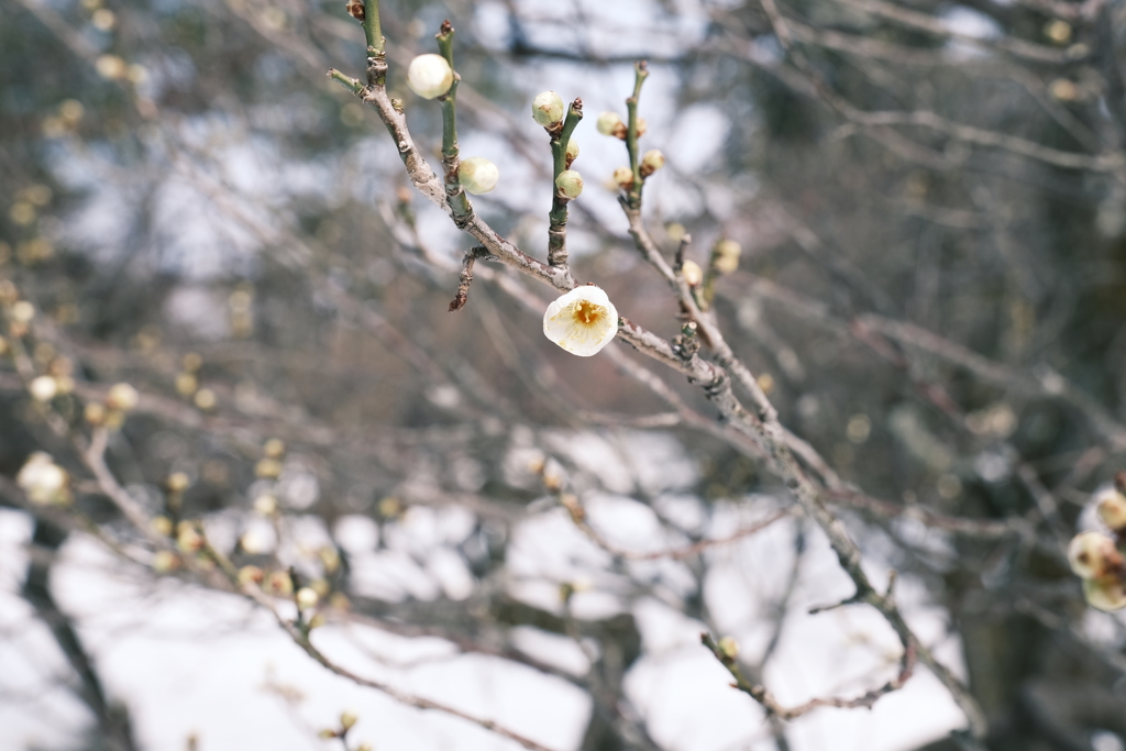 見納めどきの雪景色１３