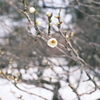 見納めどきの雪景色１３