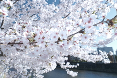 快晴の桜日和、浅野川沿い８