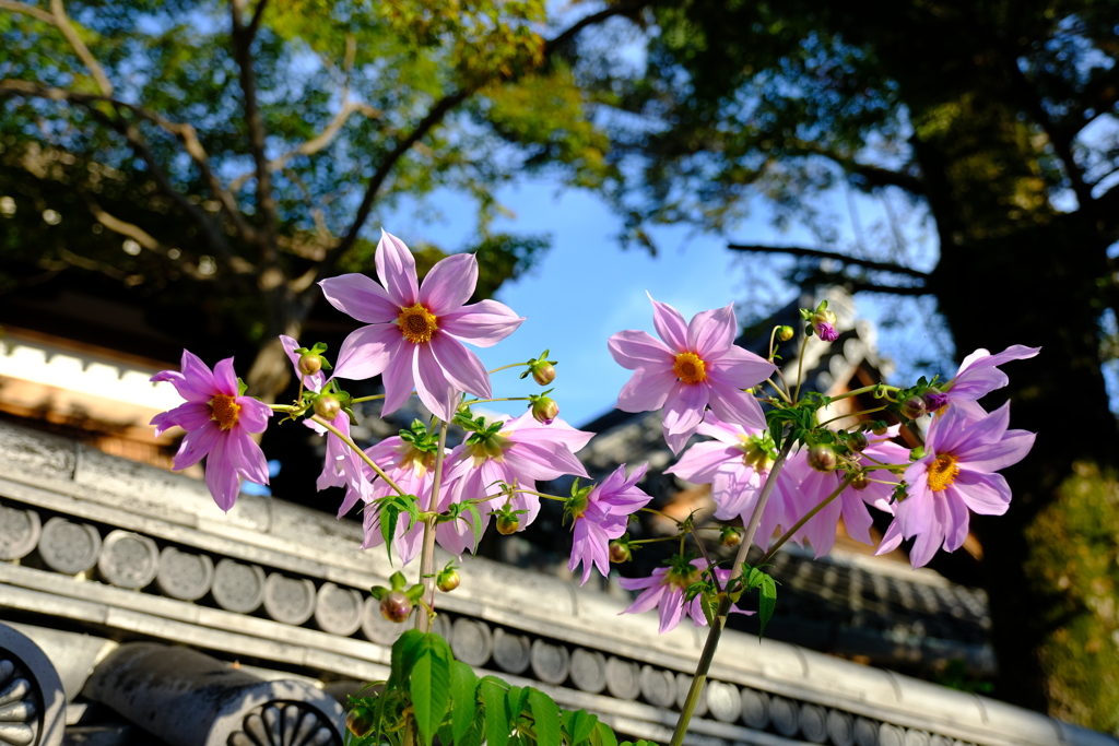 花壇にあった皇帝ダリア