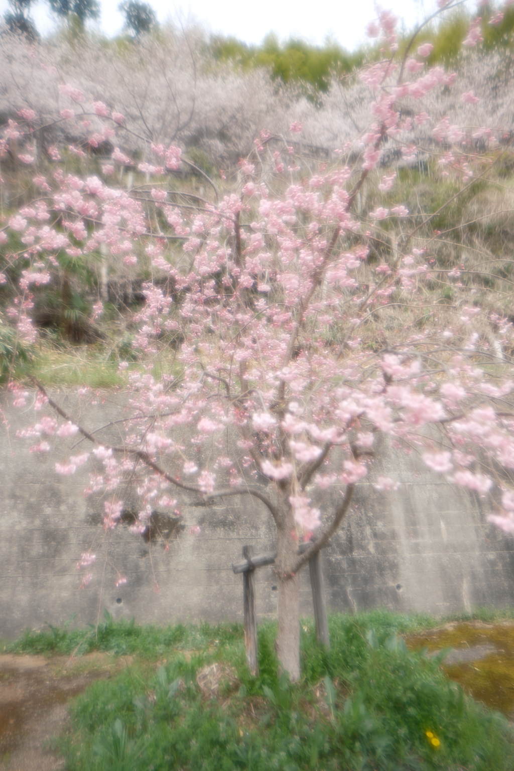 3月末急開花した桜７