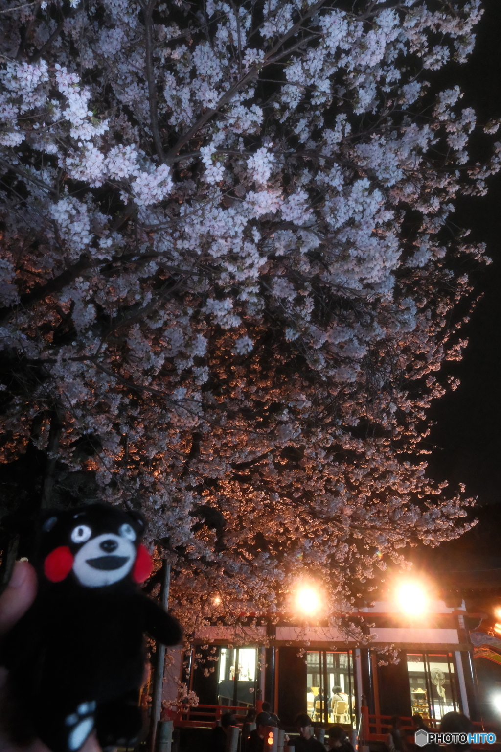 本妙寺桜灯籠８