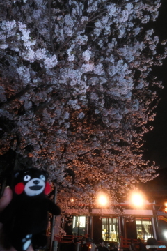 本妙寺桜灯籠８