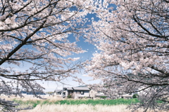 晴れた日に見れた見頃の桜、大神神社へ向かう途中１