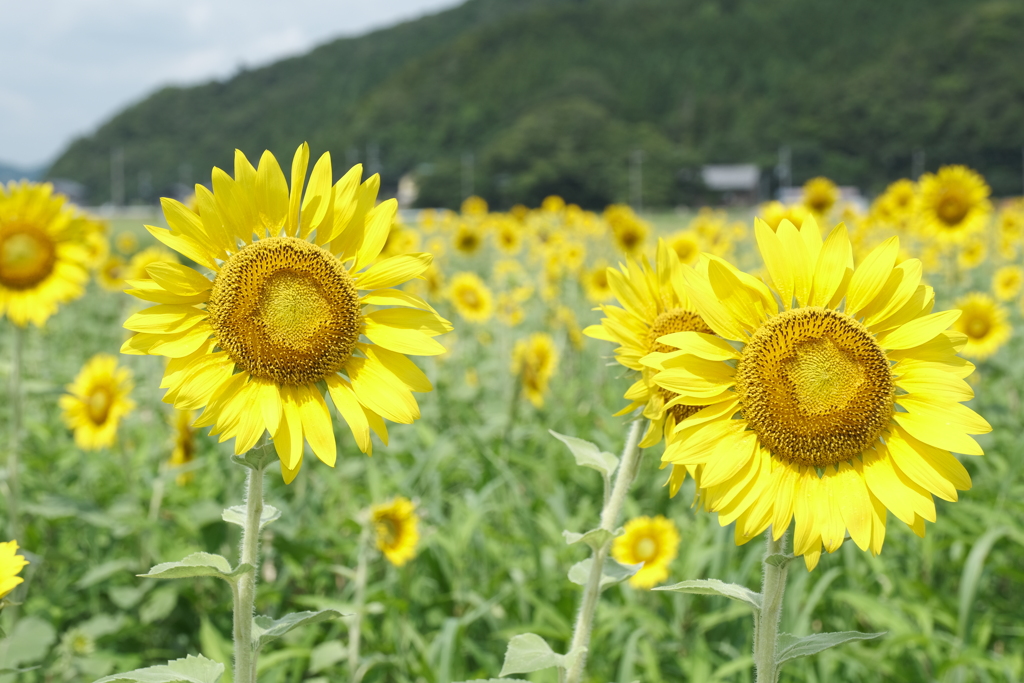 盆休み前に詰め込んだ旅の終わりにひまわり畑２