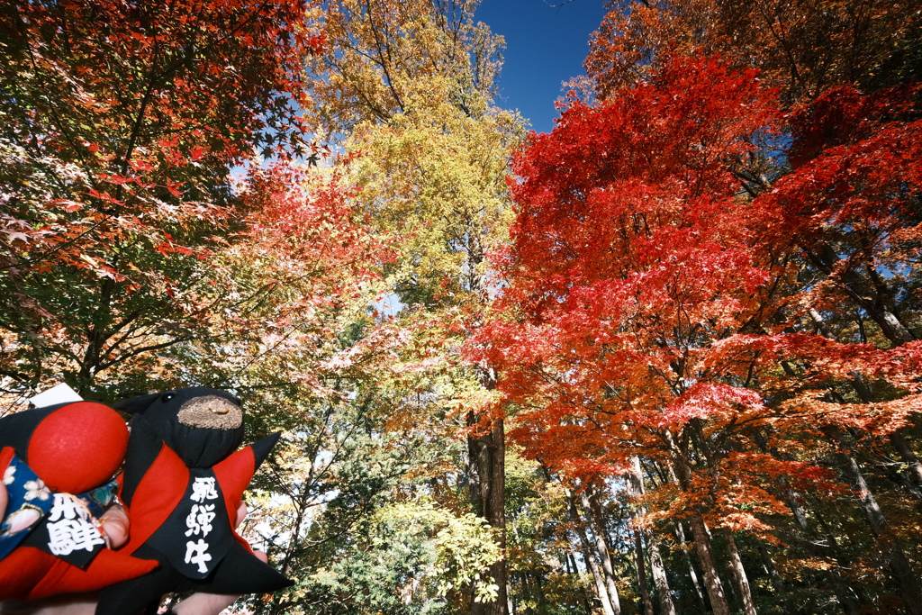 飛騨の里の紅葉巡り５