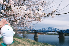 今年の桜巡りは詰め込みすぎて、綾部大橋にて２