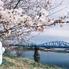 今年の桜巡りは詰め込みすぎて、綾部大橋にて２