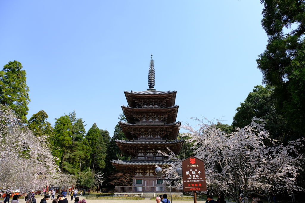 絶好の花見日和in醍醐寺４