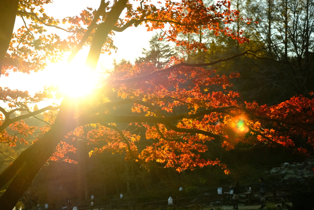 六甲山の紅葉