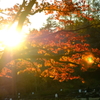 六甲山の紅葉