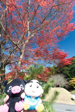 思えば九州で紅葉を撮りに行くのは初めての旅だった１０