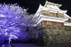 いがいと！夜桜３