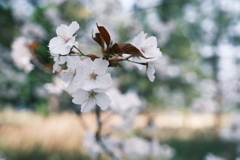 桜の季節の週末にここまで晴れた日が続くのはもうないと思って１０