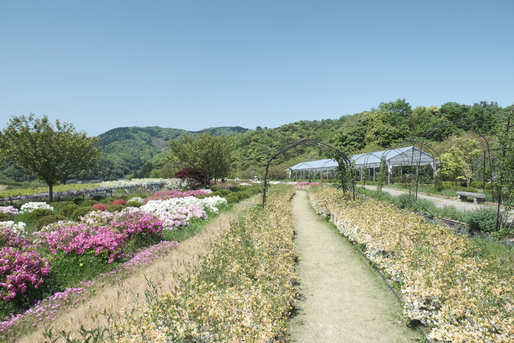 京丹後に花の郷２０