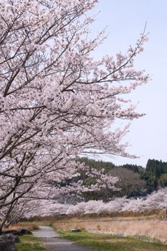 人吉市にて桜巡り５