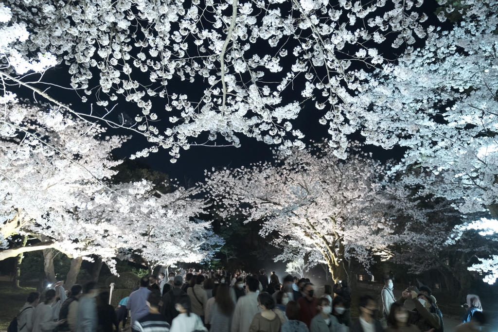 終電迄時間がなかったので大急ぎで撮った夜桜、兼六園４