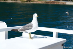 伊根湾めぐり遊覧船に乗って２
