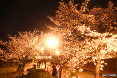 松江城の夜桜１０