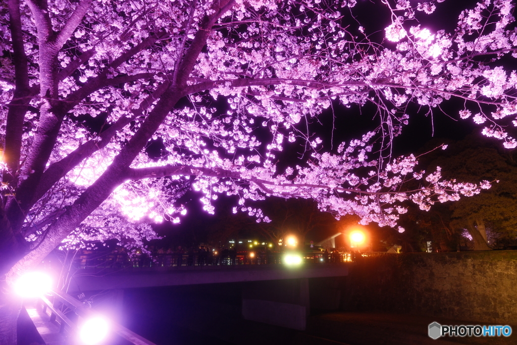 熊本城周辺の夜桜１