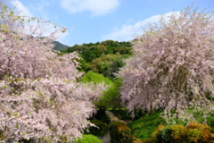 大美和の杜 展望台周辺の桜2