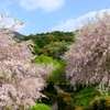 大美和の杜 展望台周辺の桜2