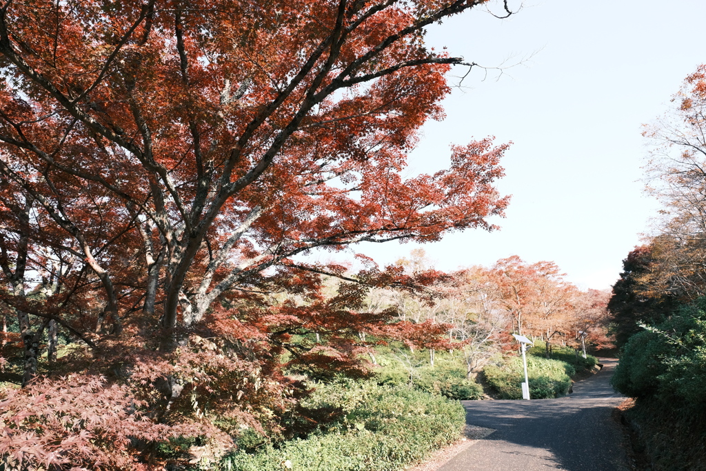 11/15にして今年の日中最後の紅葉巡り１１