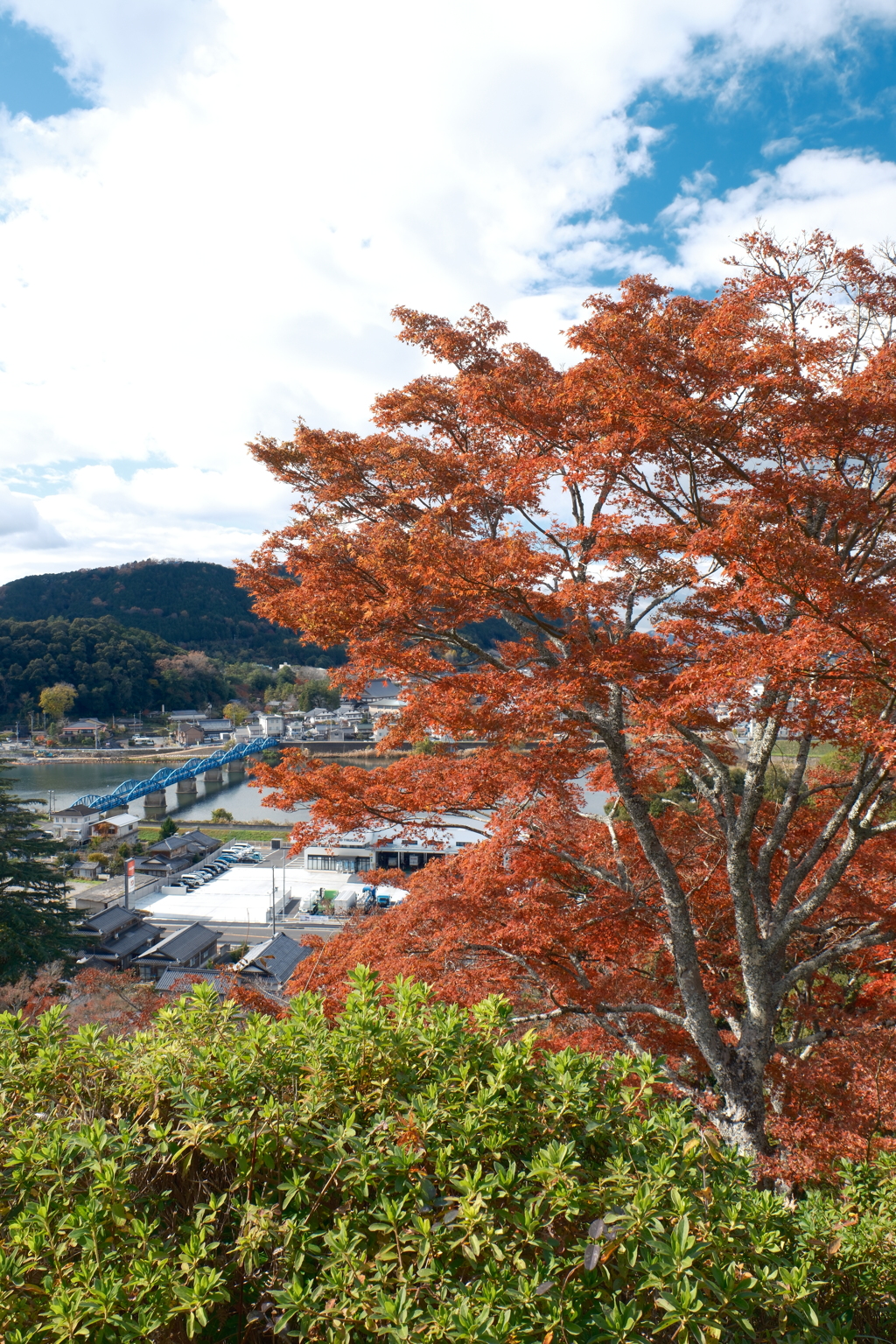 12月の紅葉１２