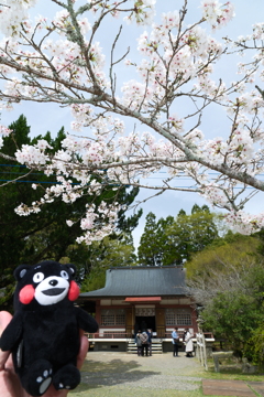 人吉市にて桜巡り９