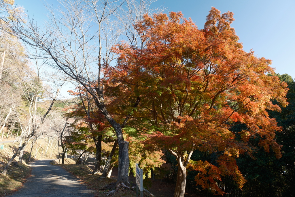 X-T5新調後、年末最後の紅葉(龍野公園)１