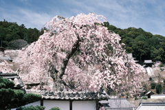 晴れた日に見れた見頃の桜、長谷寺にて１０