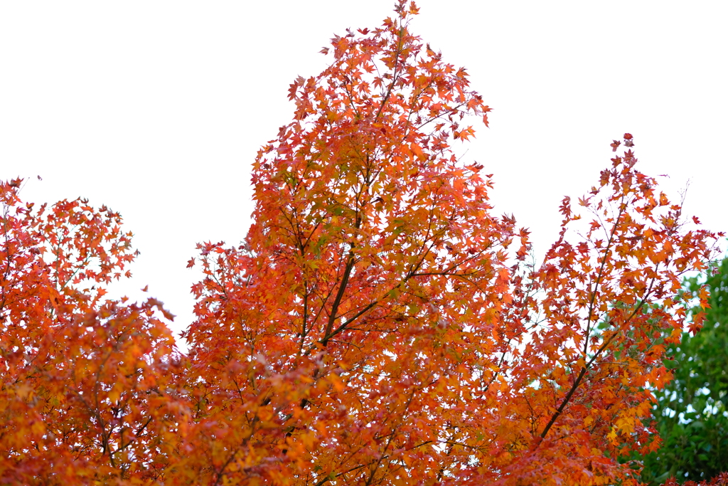 今年最後の見頃であろう紅葉１