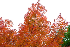 今年最後の見頃であろう紅葉１