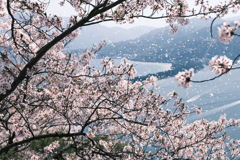 桜吹雪が舞った瞬間、今年の春の桜巡りは終焉を迎えた