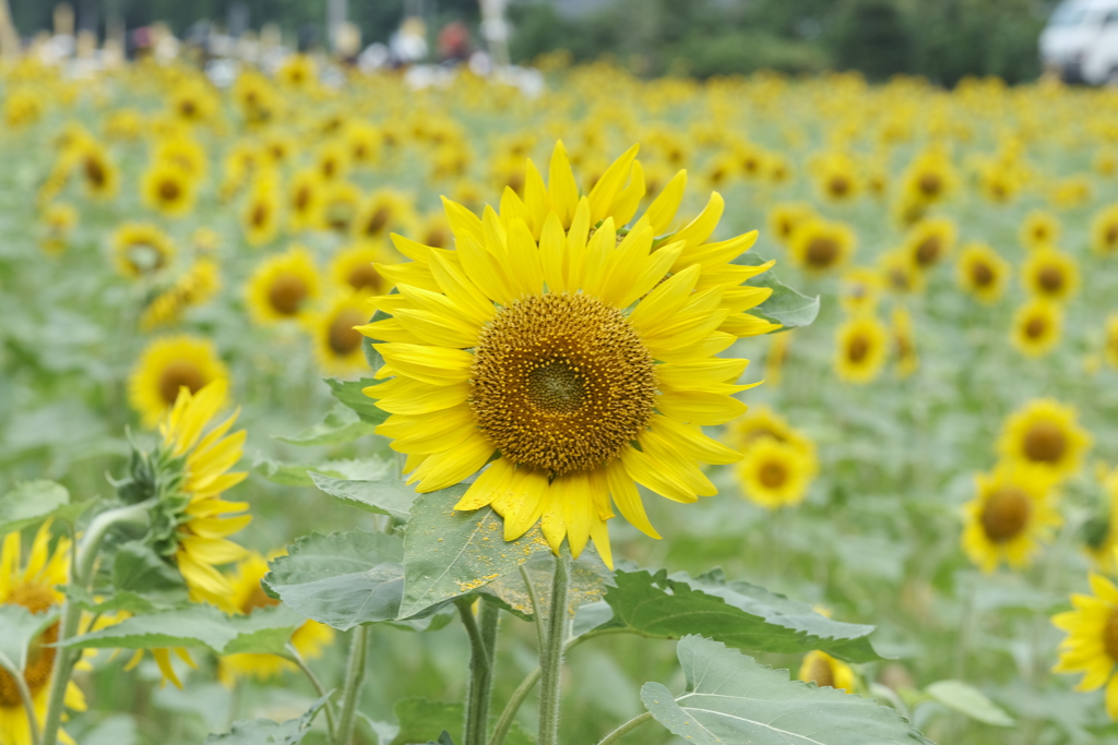 灼熱の太陽に照らされる満開の笑み２