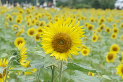 灼熱の太陽に照らされる満開の笑み２