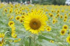 灼熱の太陽に照らされる満開の笑み２