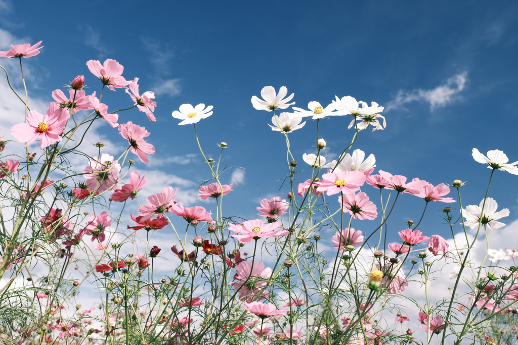 あいとうマーガレットステーションの秋桜５
