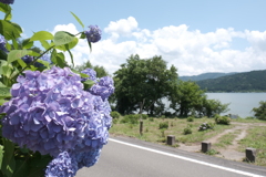余呉湖と紫陽花４