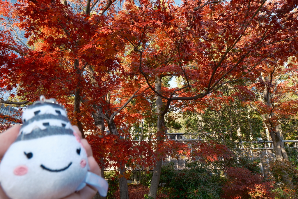 X-T5新調後、年末最後の紅葉(好古園)１
