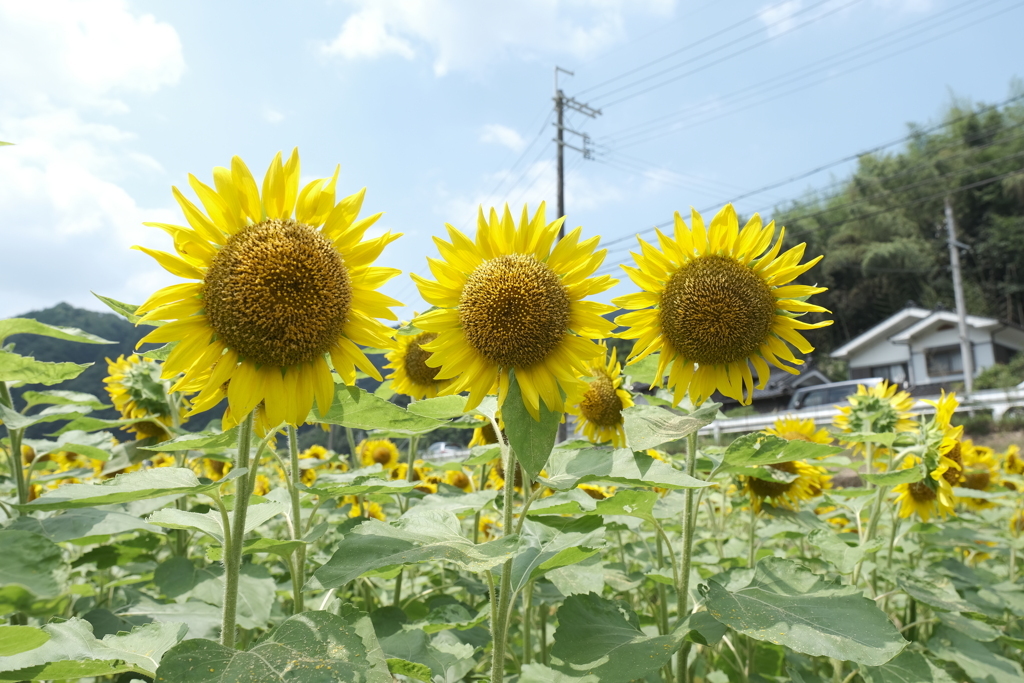 灼熱の太陽に照らされる満開の笑み３